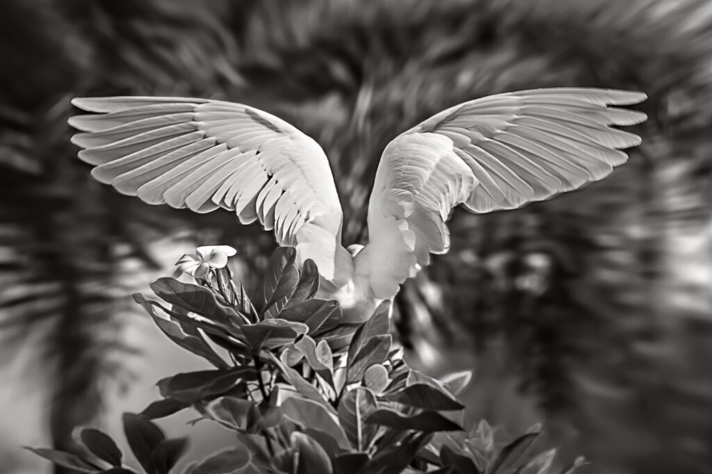 Glowing Wings