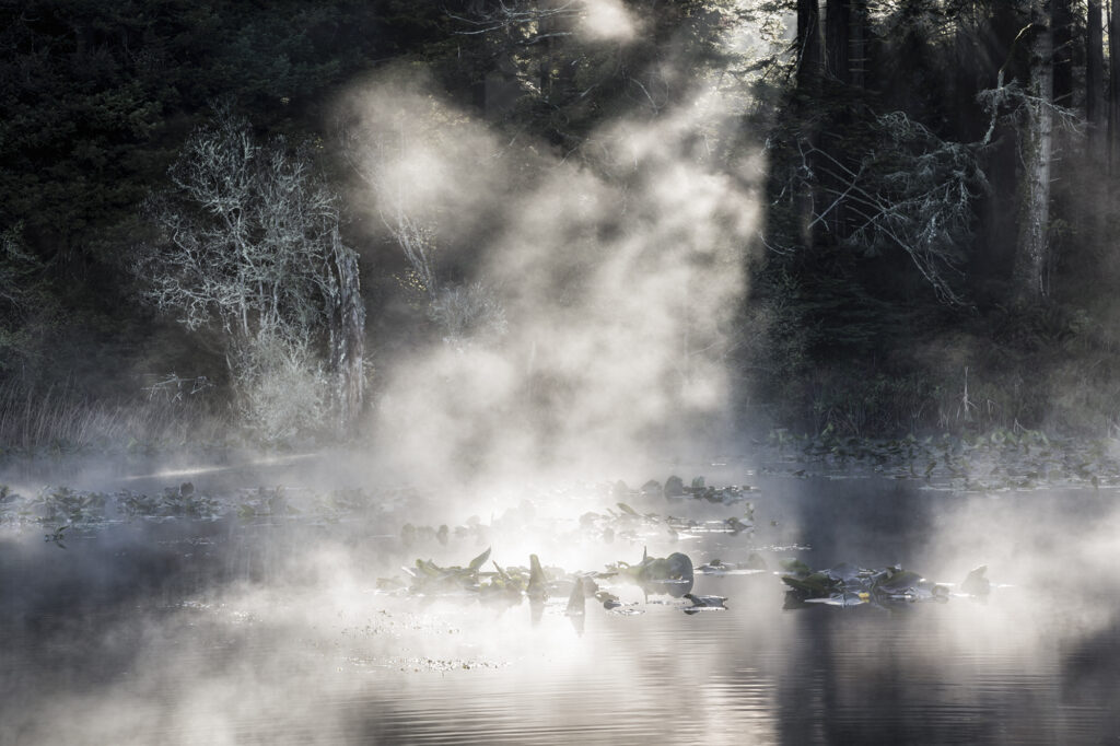 Morning Apparition