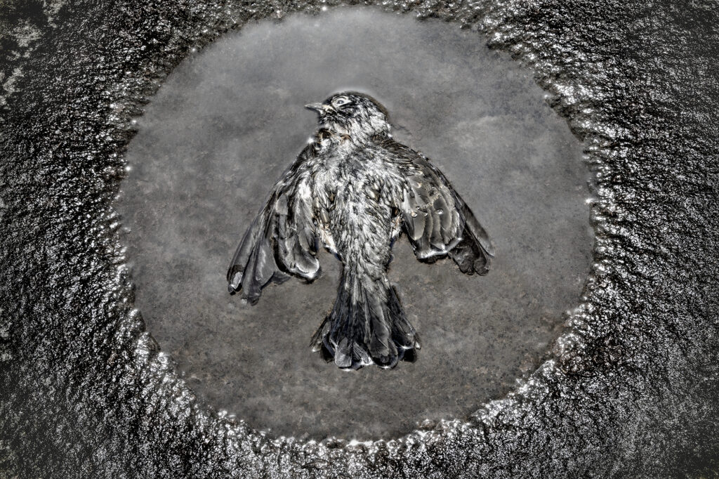 Dead Bird