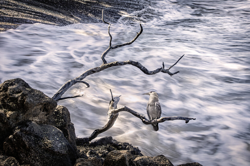 High Tide, High Surf, Haiku