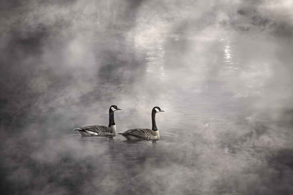 Pair Bonded Through Time
