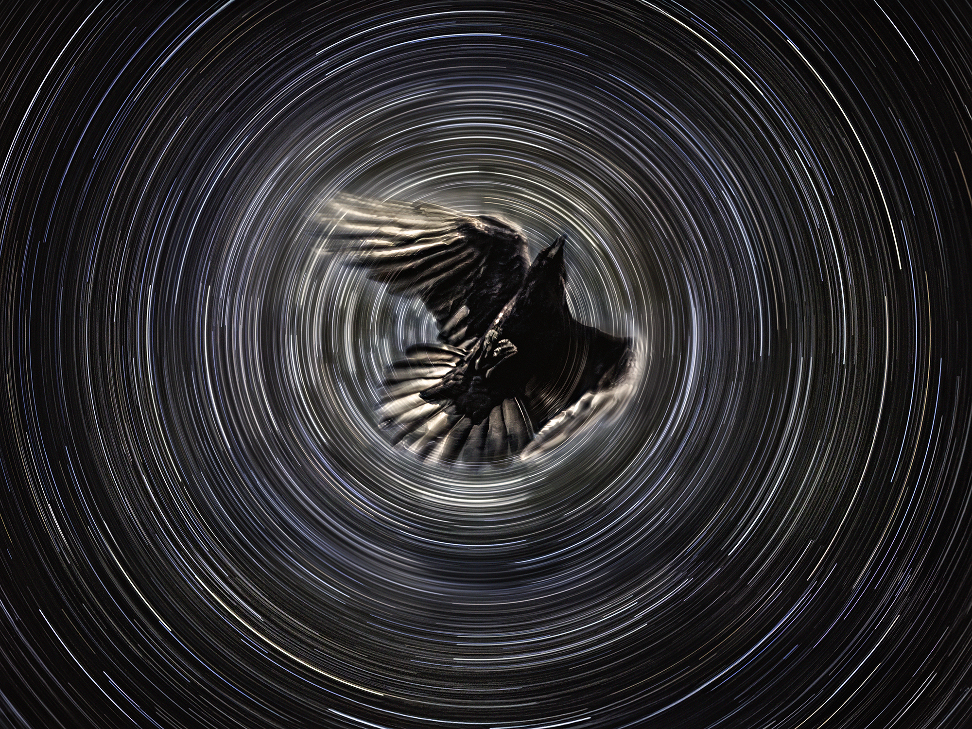 Raven Returning from the North Star